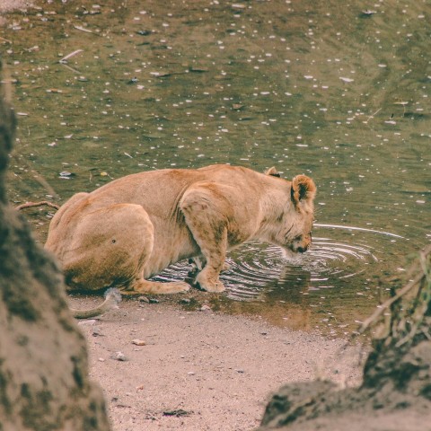 lioness drinking water