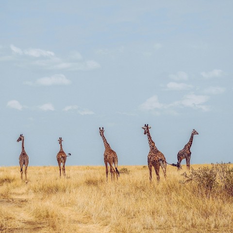 five giraffes on grass field during daytime