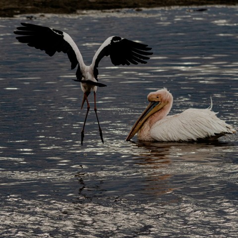 a bird with a fish in its mouth in the water