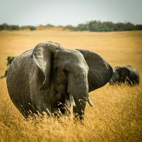 elephant eating grass