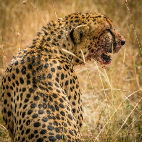 cheetah on brown grasses