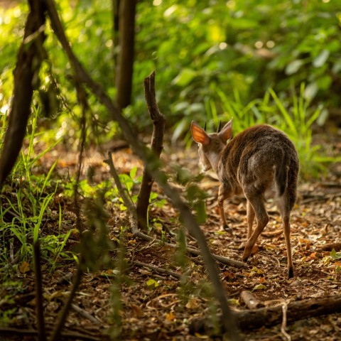 brown and white rabbit on brown soil