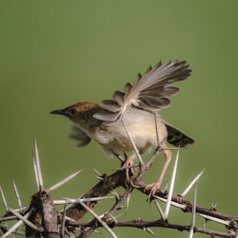 a small bird perched on top of a thorn