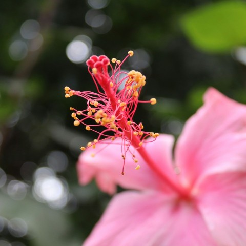 pink hibiscus in bloom during daytime