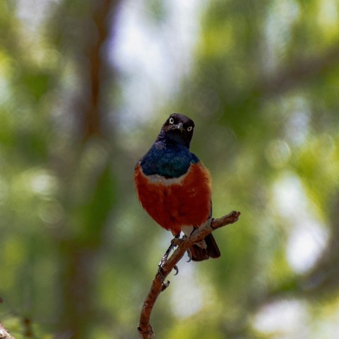 a colorful bird sitting on top of a tree branch