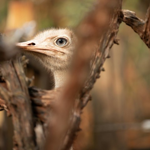 brown ostrich on brown tree branch during daytime