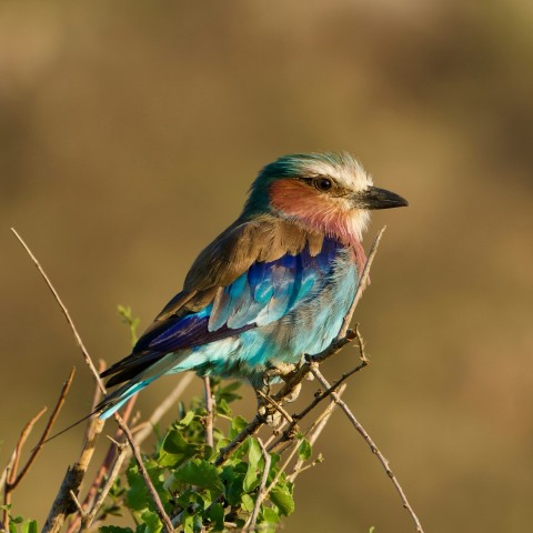 blue and brown bird qYK