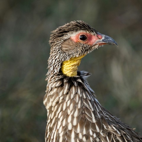 selected focus photography black feathered bird