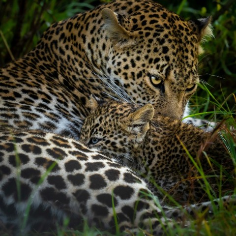 leopard lying on green grass during daytime