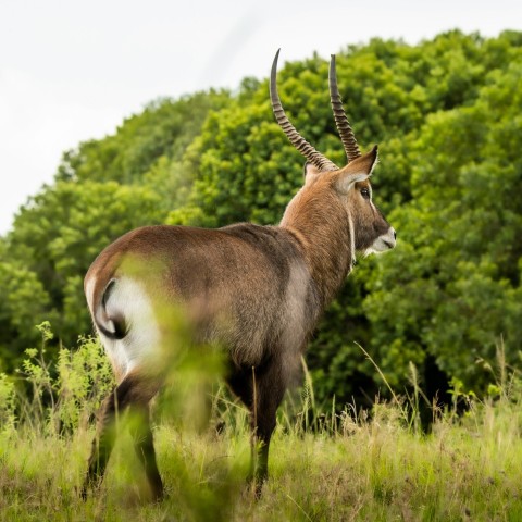 brown deer on green grass field during daytime