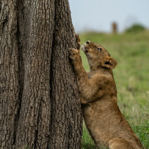 brown lioness on green grass field during daytime