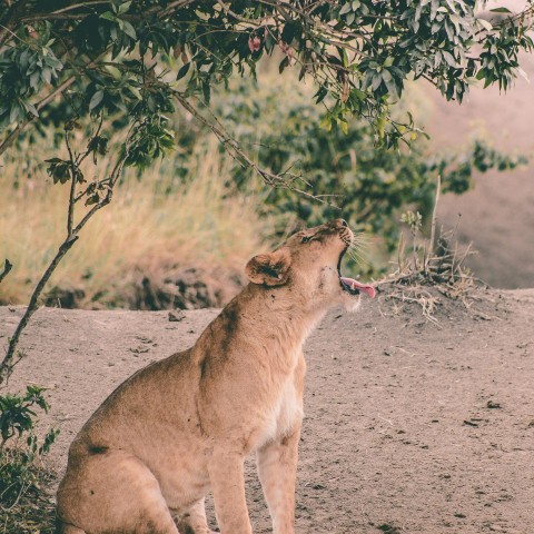 lioness under tree at daytime Yu