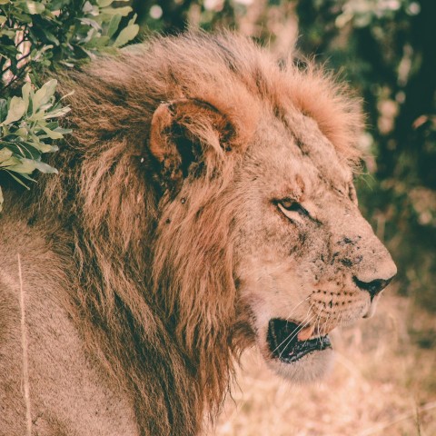 lions head