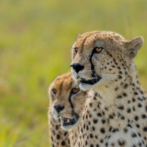 cheetah on green grass during daytime