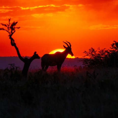 silhouette of deer on grass field during sunset