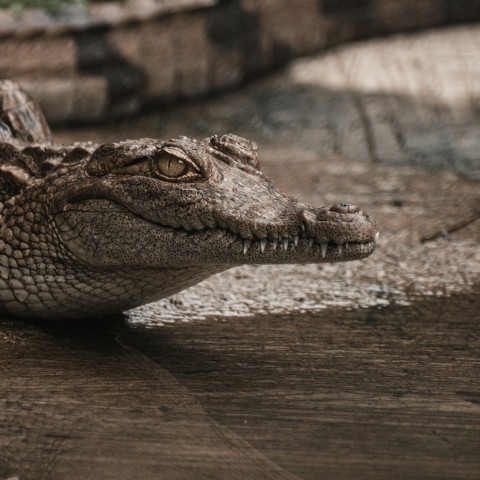 a close up of a crocodiles head on a wooden surface