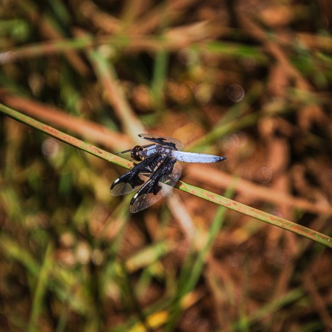 a blue and black insect sitting on a blade of grass