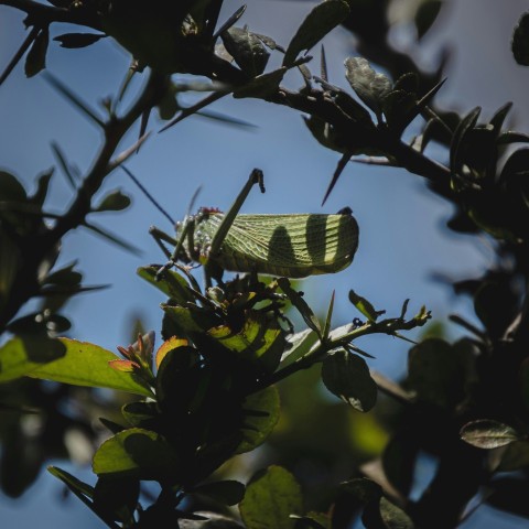 a green bug sitting on top of a leaf covered tree vk