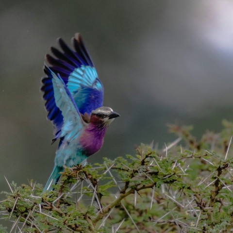 a small bird with blue wings is perched on a branch