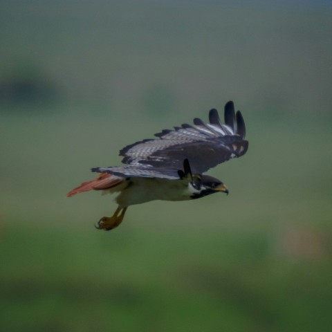 a bird flying through the air with a fish in its beak