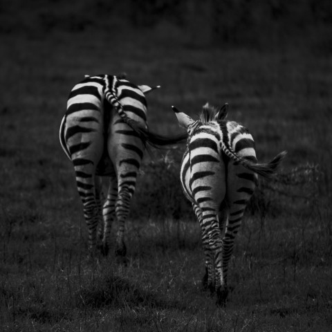 a couple of zebra standing next to each other on a field 08z_b