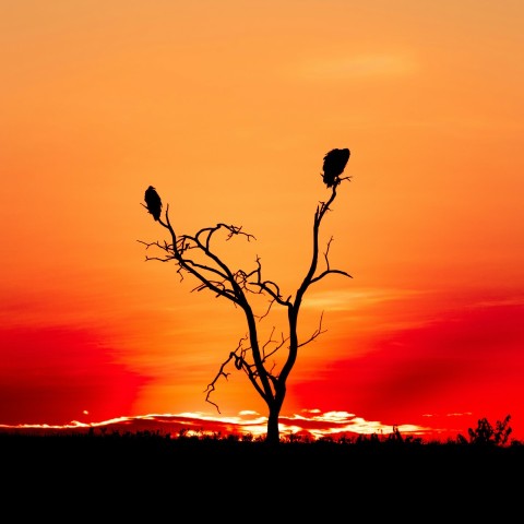 silhouette of bird on tree branch during sunset Yhjr