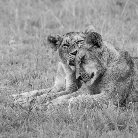 a couple of lions laying on top of a grass covered field