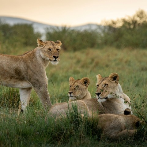 brown lioness on green grass during daytime Lh7ec6Fhq