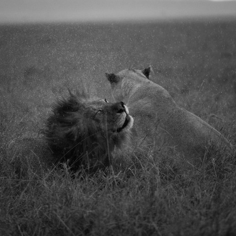 a couple of lions laying on top of a grass covered field