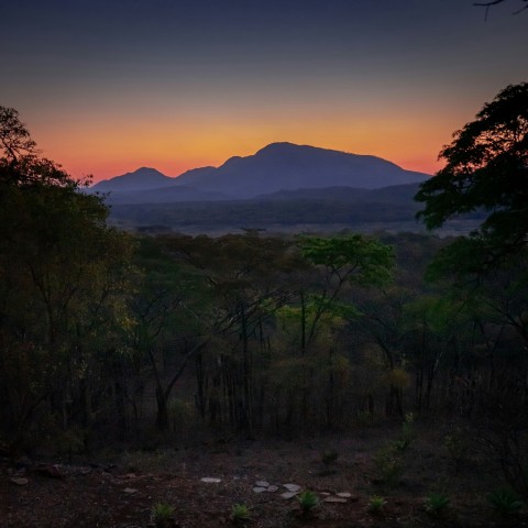 a landscape with trees and mountains in the background