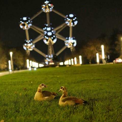 a couple of ducks sitting on top of a lush green field