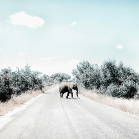 gray elephant on gray asphalt road during daytime