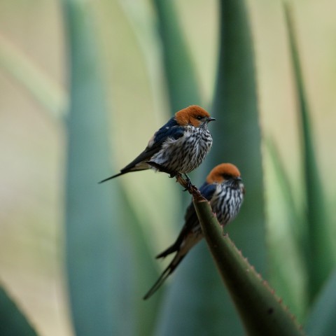 two small birds perched on top of a plant