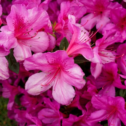 a bunch of pink flowers that are blooming