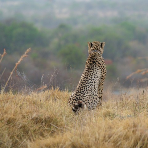 a cheetah standing in a field of dry grass IS7NZ