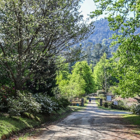 a person walking down a dirt road surrounded by trees