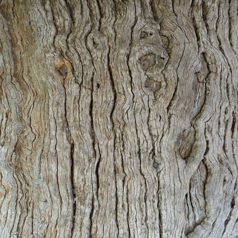 a close up of a tree trunk with a bird on it