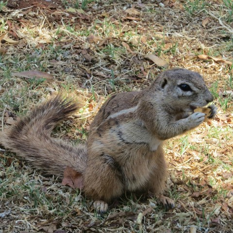 a squirrel eating a piece of food in the grass