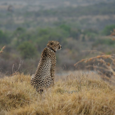 a cheetah sitting in the middle of a field