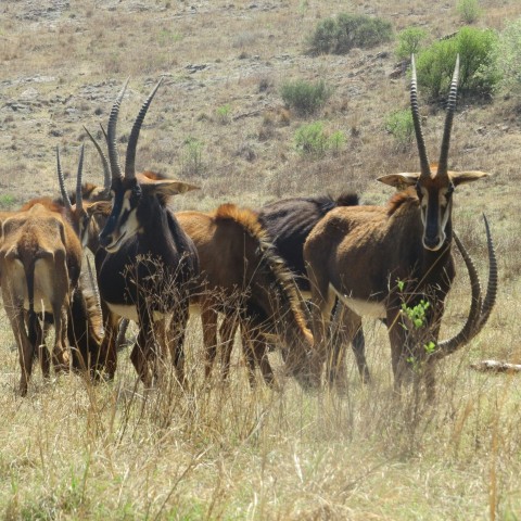 a herd of antelope standing on top of a dry grass field