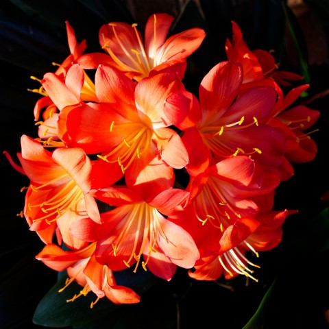 a close up of a bunch of orange flowers