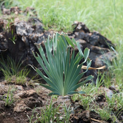 a small green plant growing out of the ground