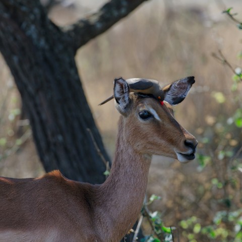 a deer with antlers on its head in the woods