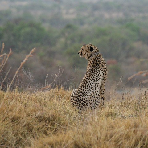 a cheetah sitting in the middle of a field