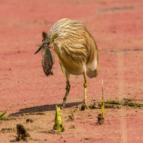 brown bird catching fish