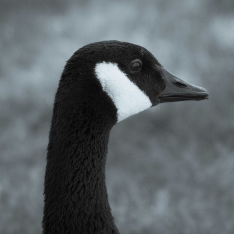 a close up of a duck with a blurry background