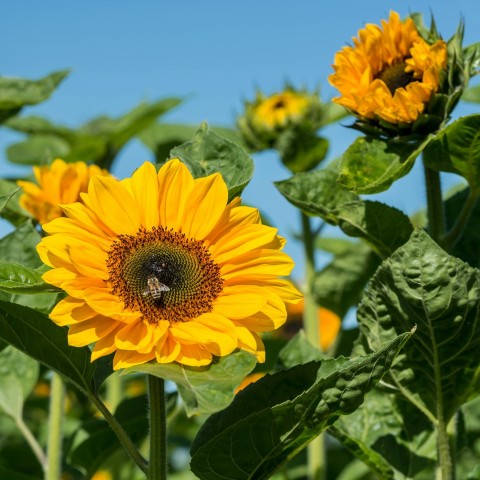 a sunflower with a bee on it in a field GNPW2wt