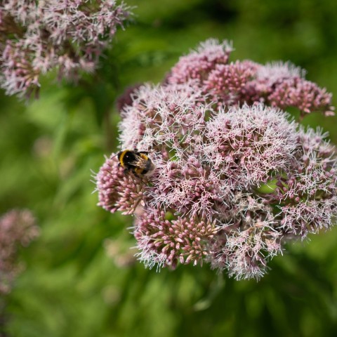 a close up of a flower with a bee on it