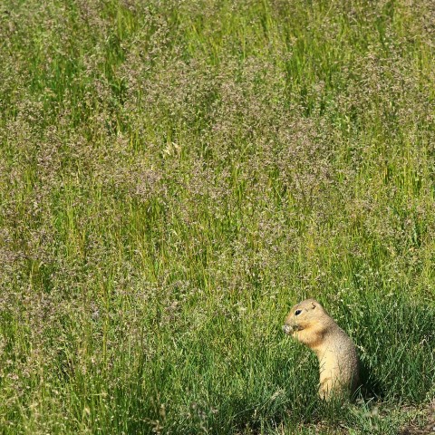 a small animal standing in a field of tall grass