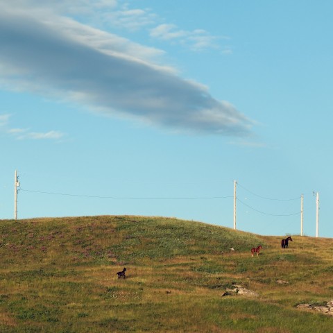 a group of horses grazing on a grassy hill